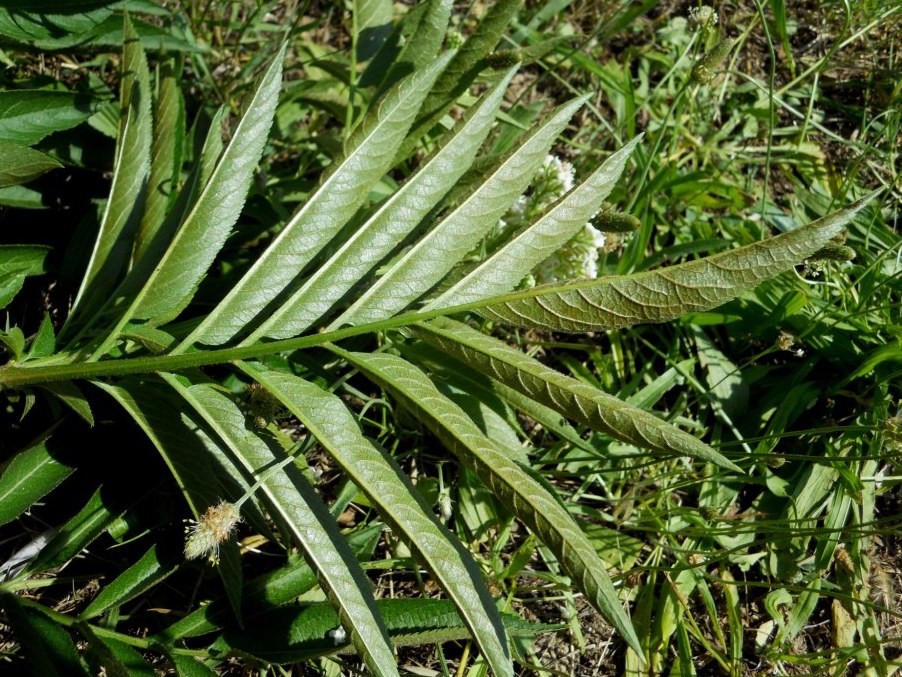 Corimbi bianchi: Sambucus ebulus